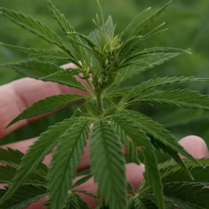 Illustrative role hemp plant