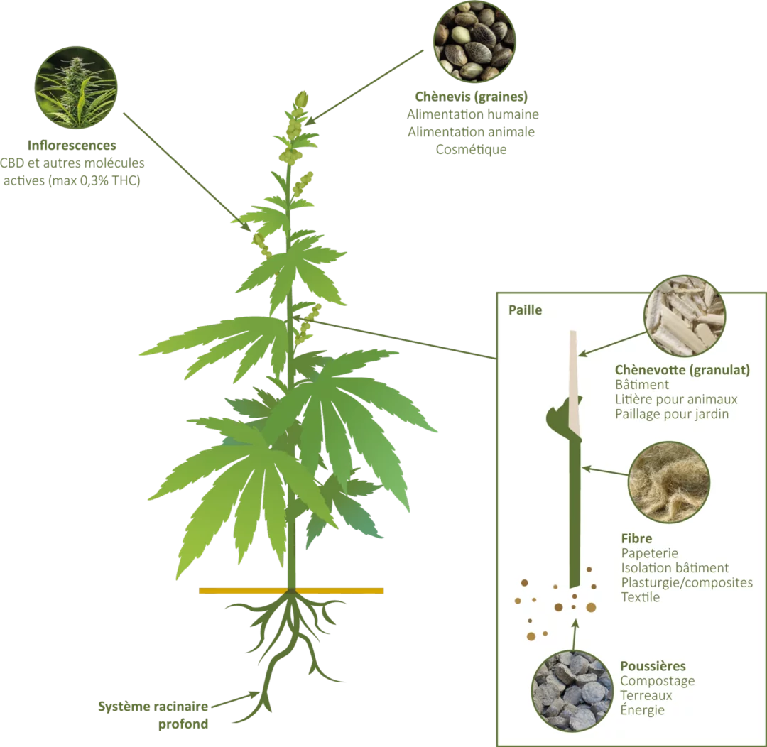 Hemp, an exceptional plant - schema