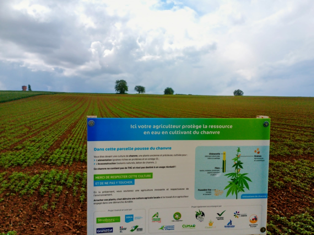 Une dynamique locale au service de la filière chanvre en Alsace