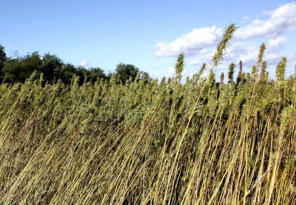 <b>Cultures à bas-niveau d’intrants</b> en Champagne Crayeuse