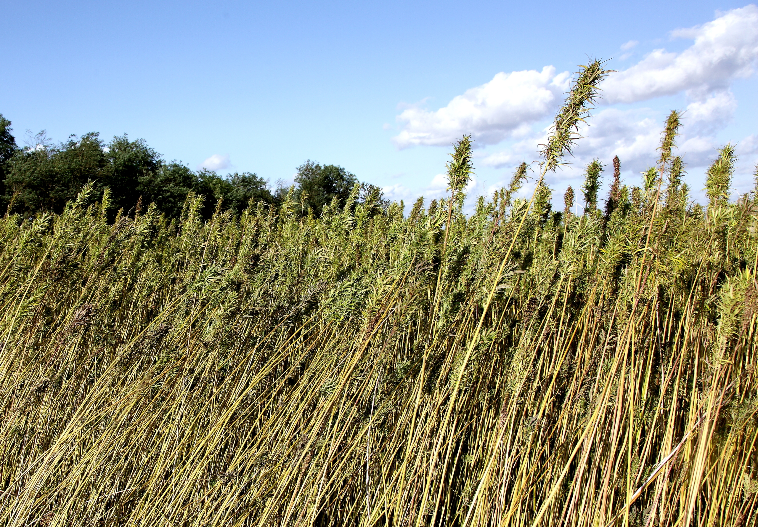 Cultures à bas-niveau d’intrants Champagne Crayeuse