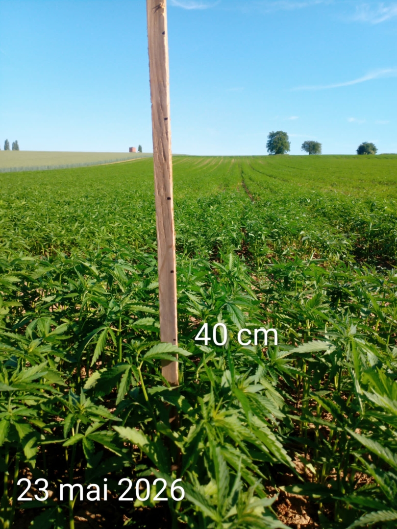 expérimentation culture de chanvre en Alsace, parcelle de 5 hectares