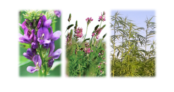 Luzerne, sainfoin et chanvre, 3 plantes bénéfiques pour l'environnement