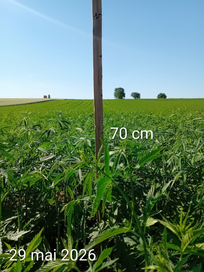 expérimentation culture de chanvre en Alsace, parcelle de 5 hectares