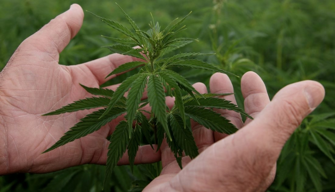 Chanvre dans les mains d'un agriculteur