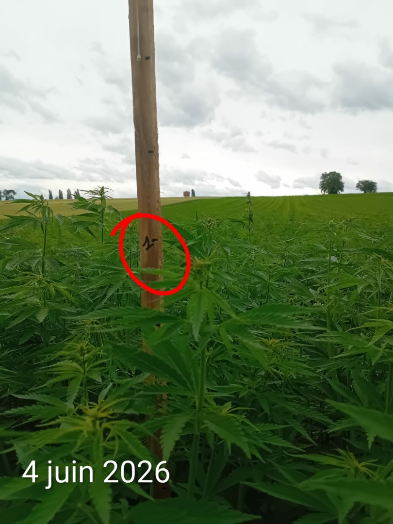 expérimentation culture de chanvre en Alsace, parcelle de 5 hectares