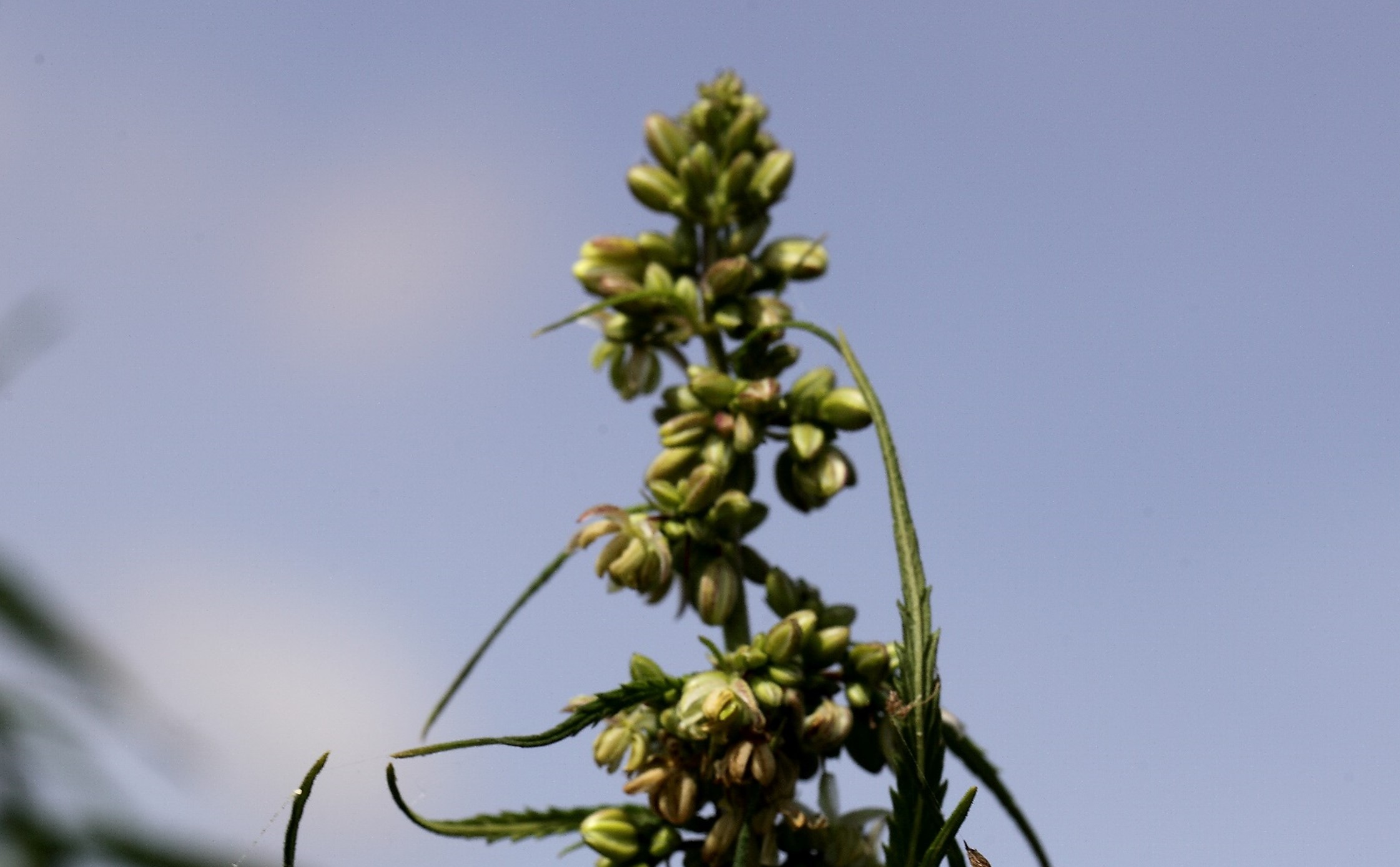 Hemp seeds