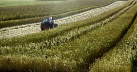 Hemp harvest