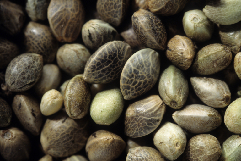 Le chanvre en France : Culture-Récolte-Applications