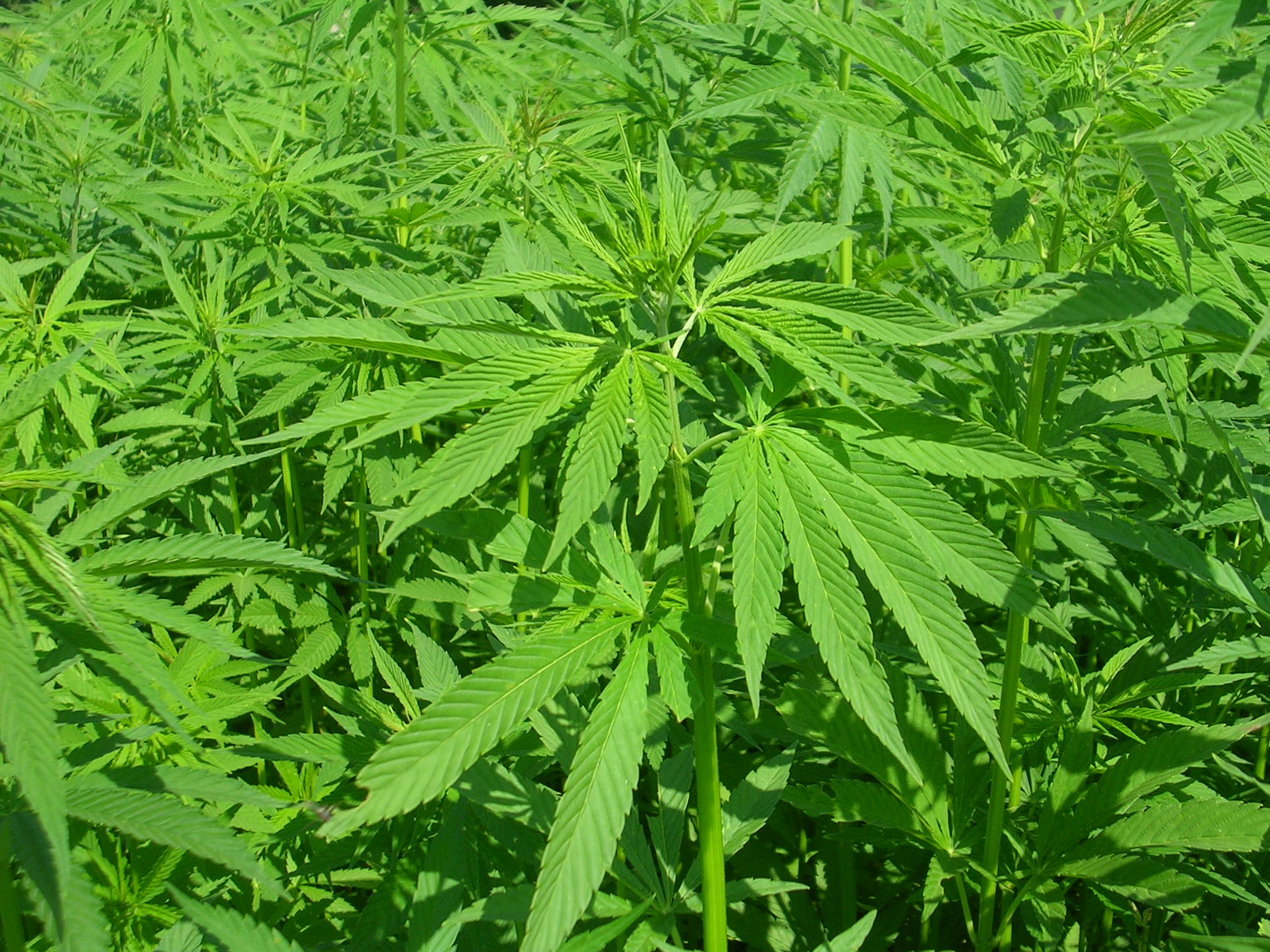 Hemp field