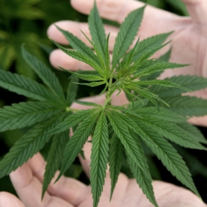 Le chanvre, un écosystème multi-acteurs et multi-marchés