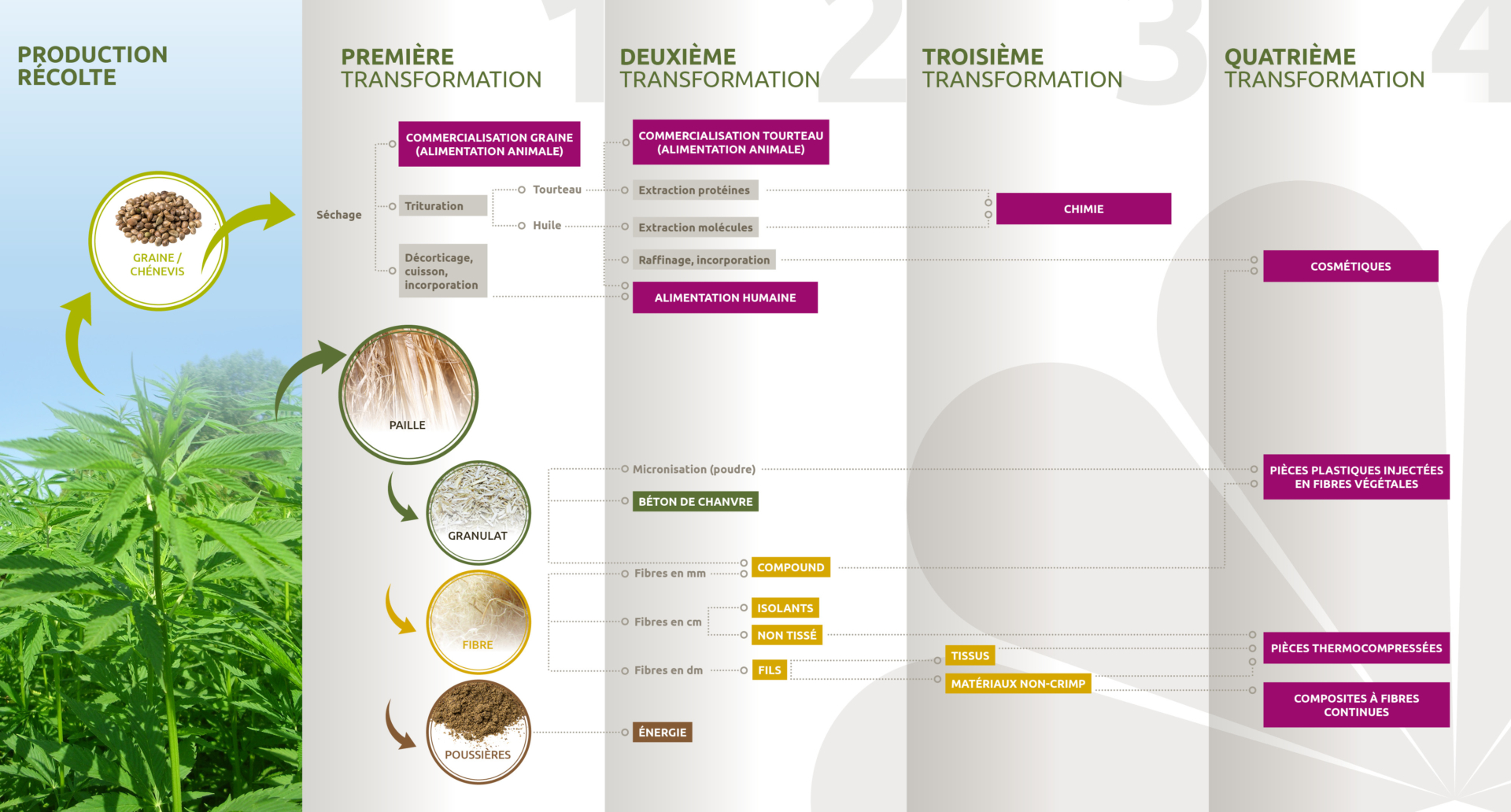 Le chanvre, une plante écologique, économique et responsable
